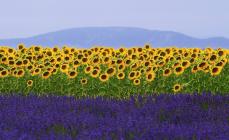 Lavendelfält i Provence